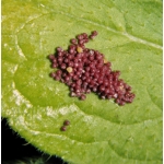 Marsh Fritillary aurinia EGG MASS